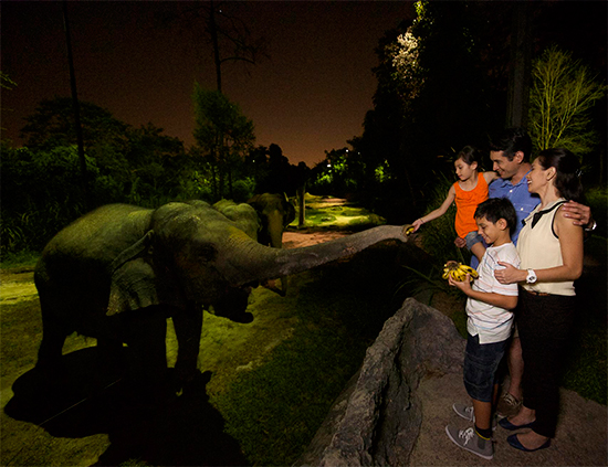 singapore after dark, night safari